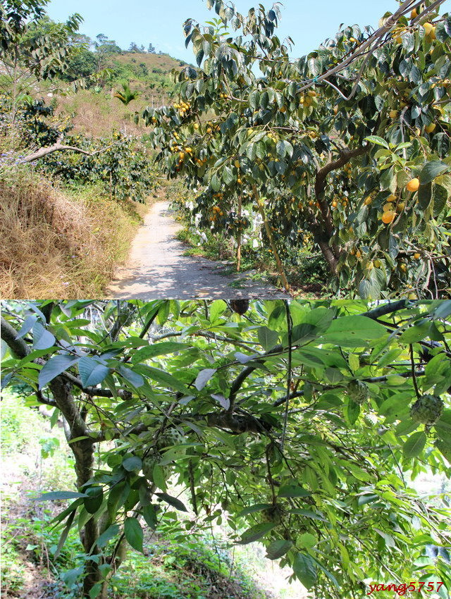 软埤坑休闲农业区.天梯取经步道.北大矛埔山 台