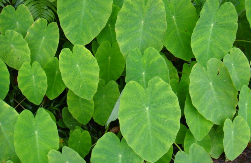 野外常见的长的很像芋头的植物叫什么?