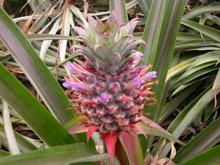 凤梨是这样开花的吗?