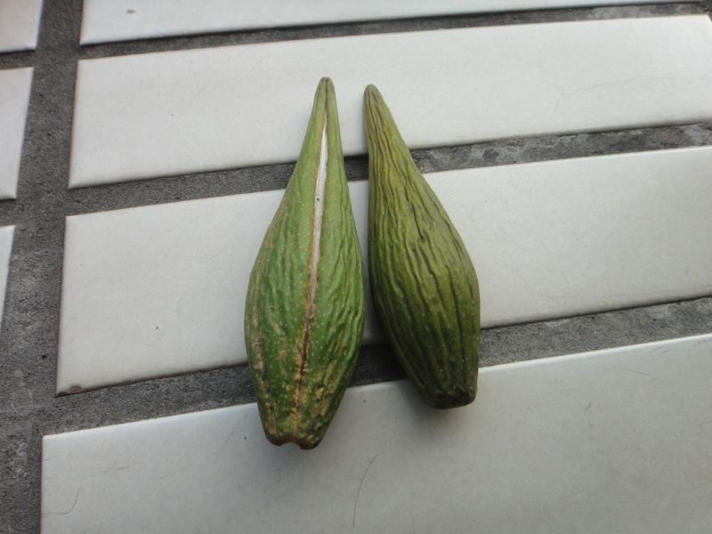 靠风力传播种子的植物 植物讨论区 登山补给站