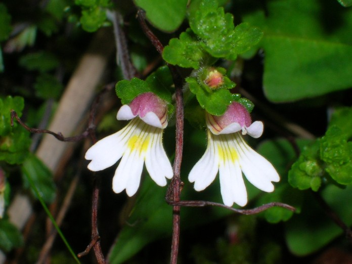 小米草哪里买卖比较好的 小米蓝牙音响小钢炮