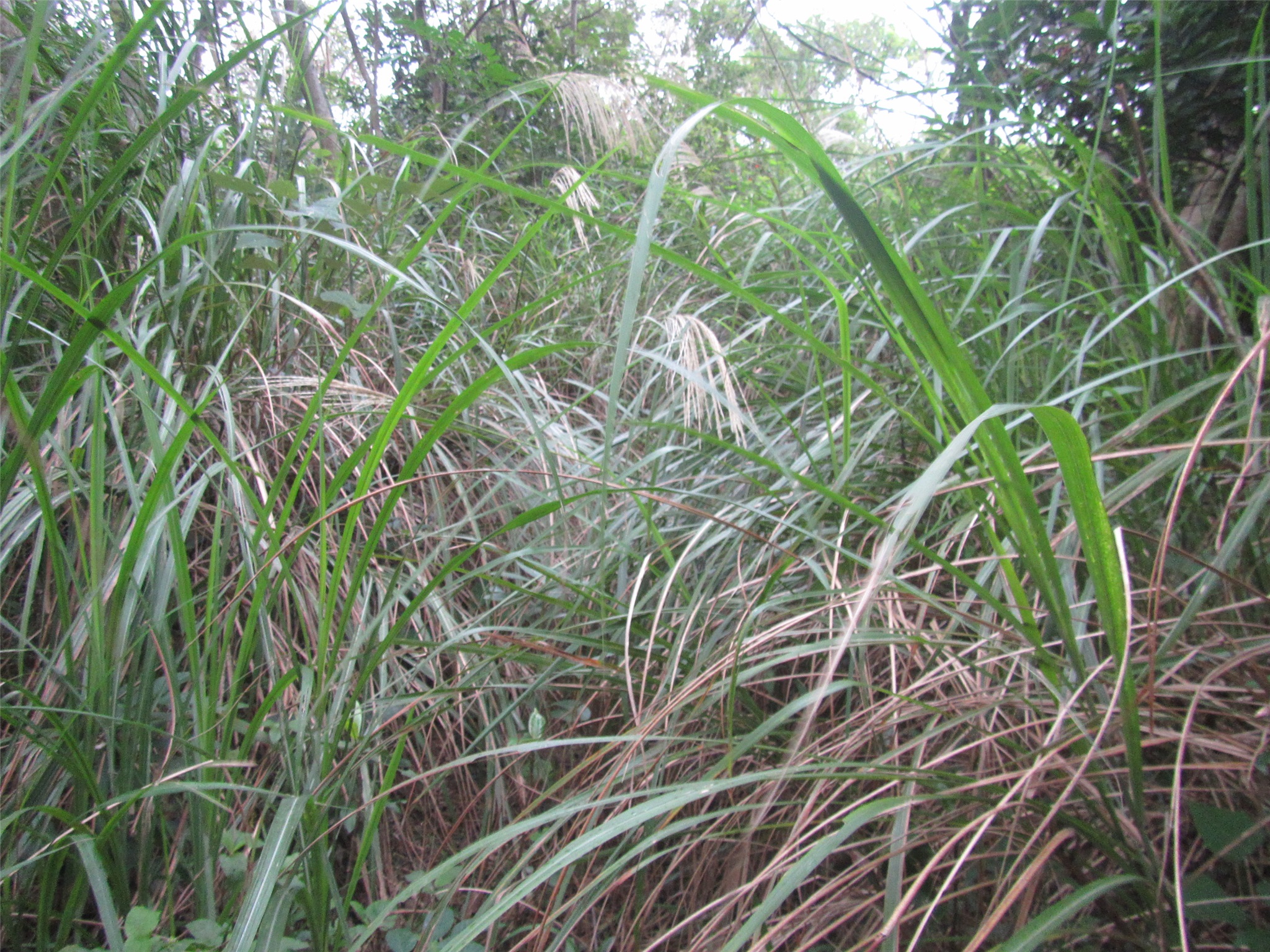 横坑山南峰登山口路径被芒草覆盖.
