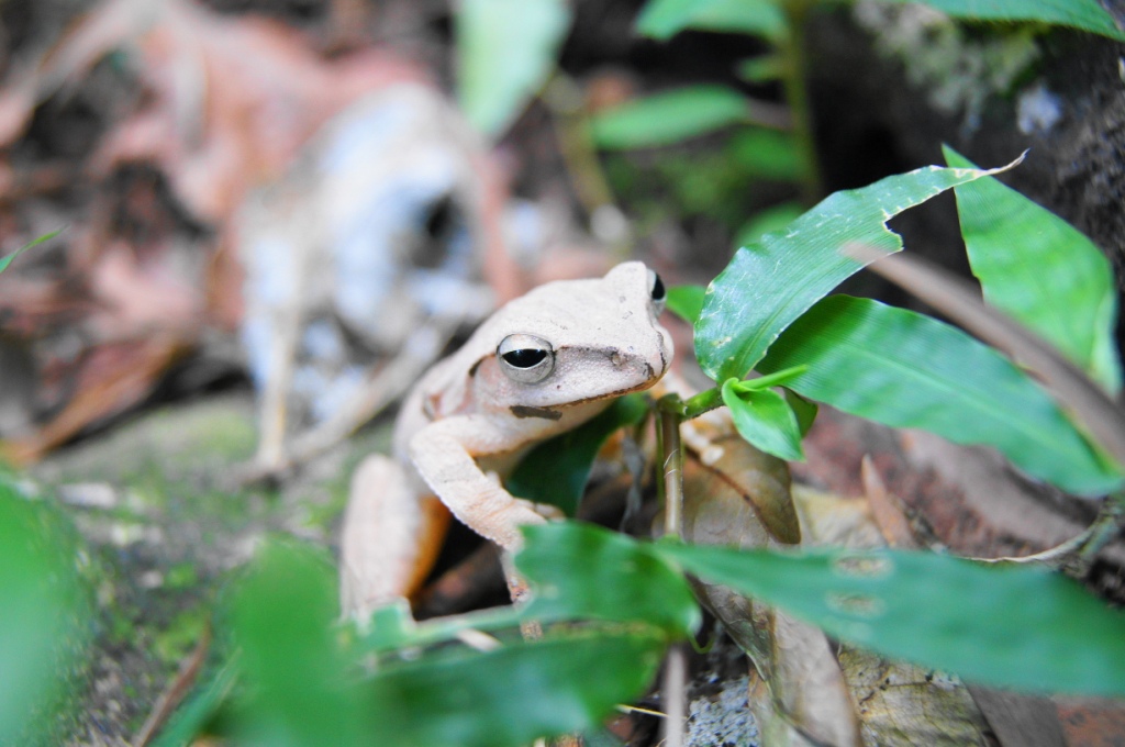 白色青蛙,还是变色青蛙,青蛙变色能力这麼强?