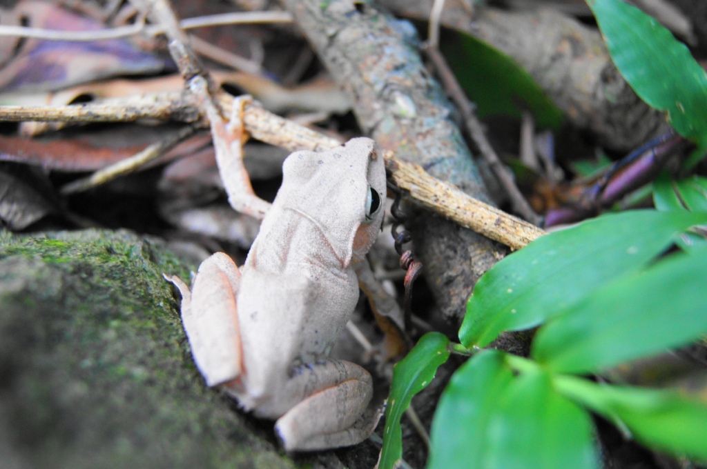 白色青蛙,还是变色青蛙,青蛙变色能力这麼强?