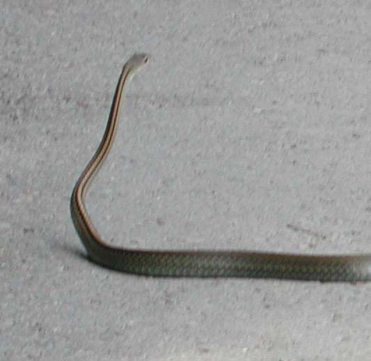 擋路的大笨蛇 登山補給站