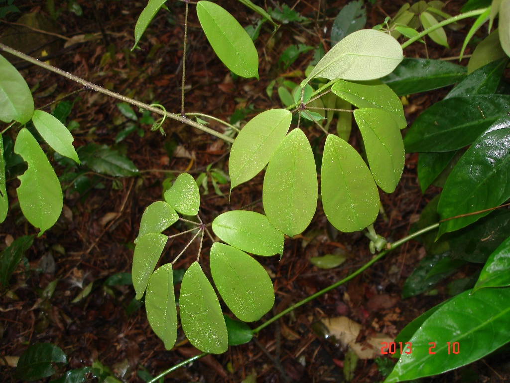 发现生长在郊山的桧木林