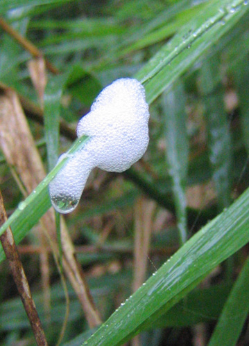 請教這是某種生物的卵泡嗎 登山補給站 請教這是某種生物的卵泡嗎 登山補給站