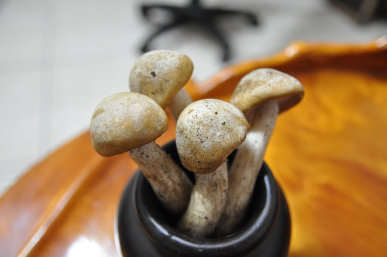 请问这是甚麼菇?