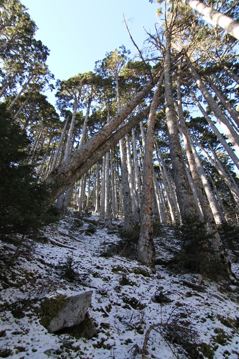 圖一：8.1K迷路處附近向上拍(Photo by 陳佑竹)