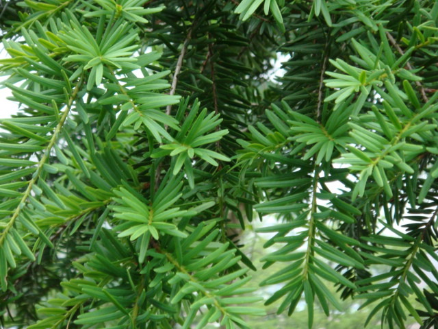 請問這是台灣油杉嗎? - 登山補給站