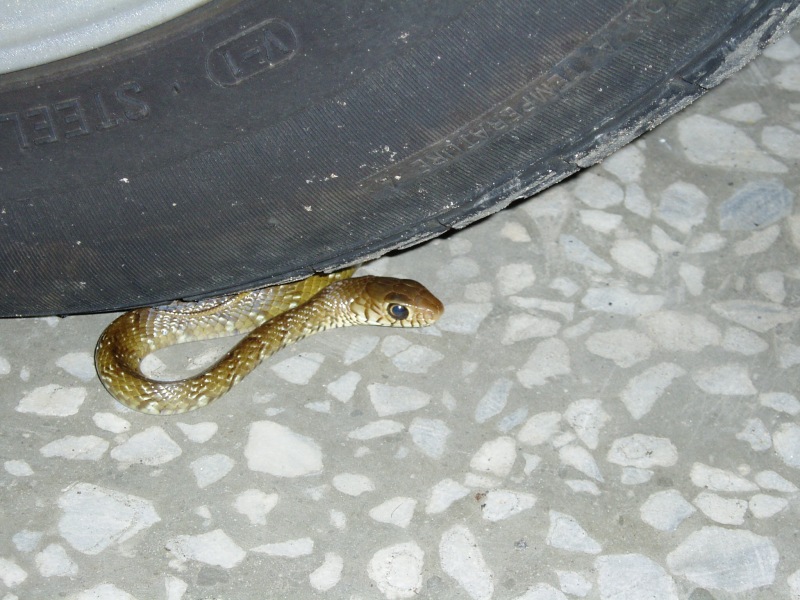 拜訪家裡的蛇 登山補給站