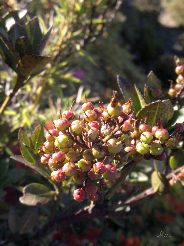 請教花名?(在桃山拍的)02