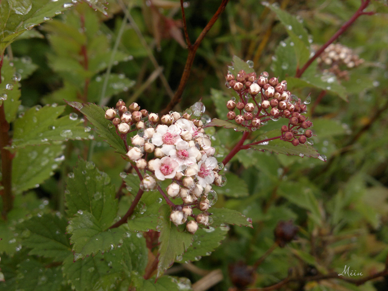 請教花名?(在桃山拍的)01