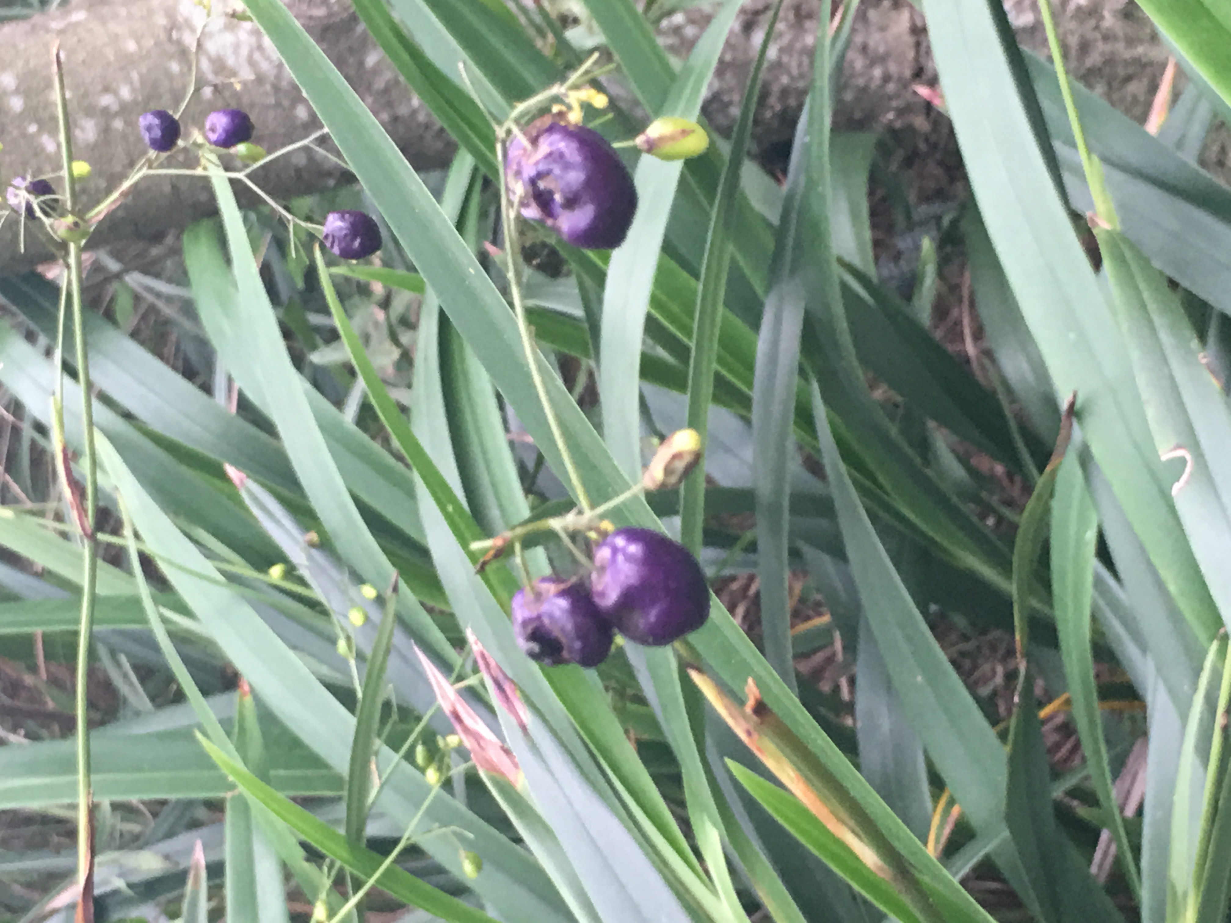 請問紫色果實植物名稱 登山補給站