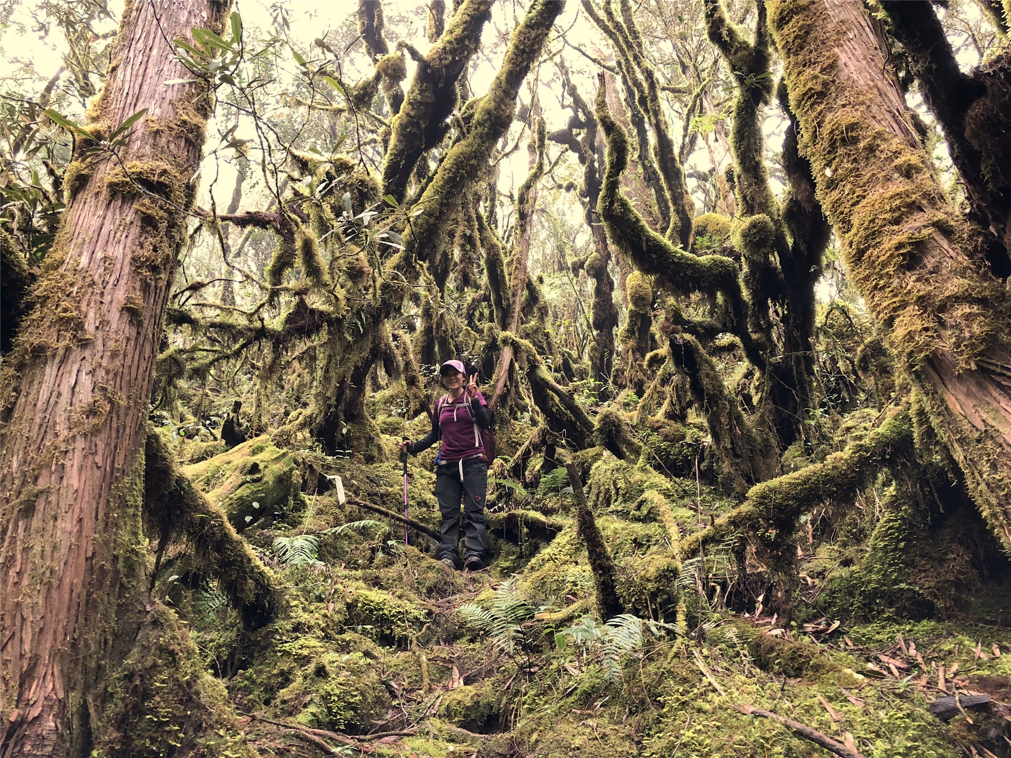 再訪司馬庫斯古道越嶺鴛鴦湖 登山補給站