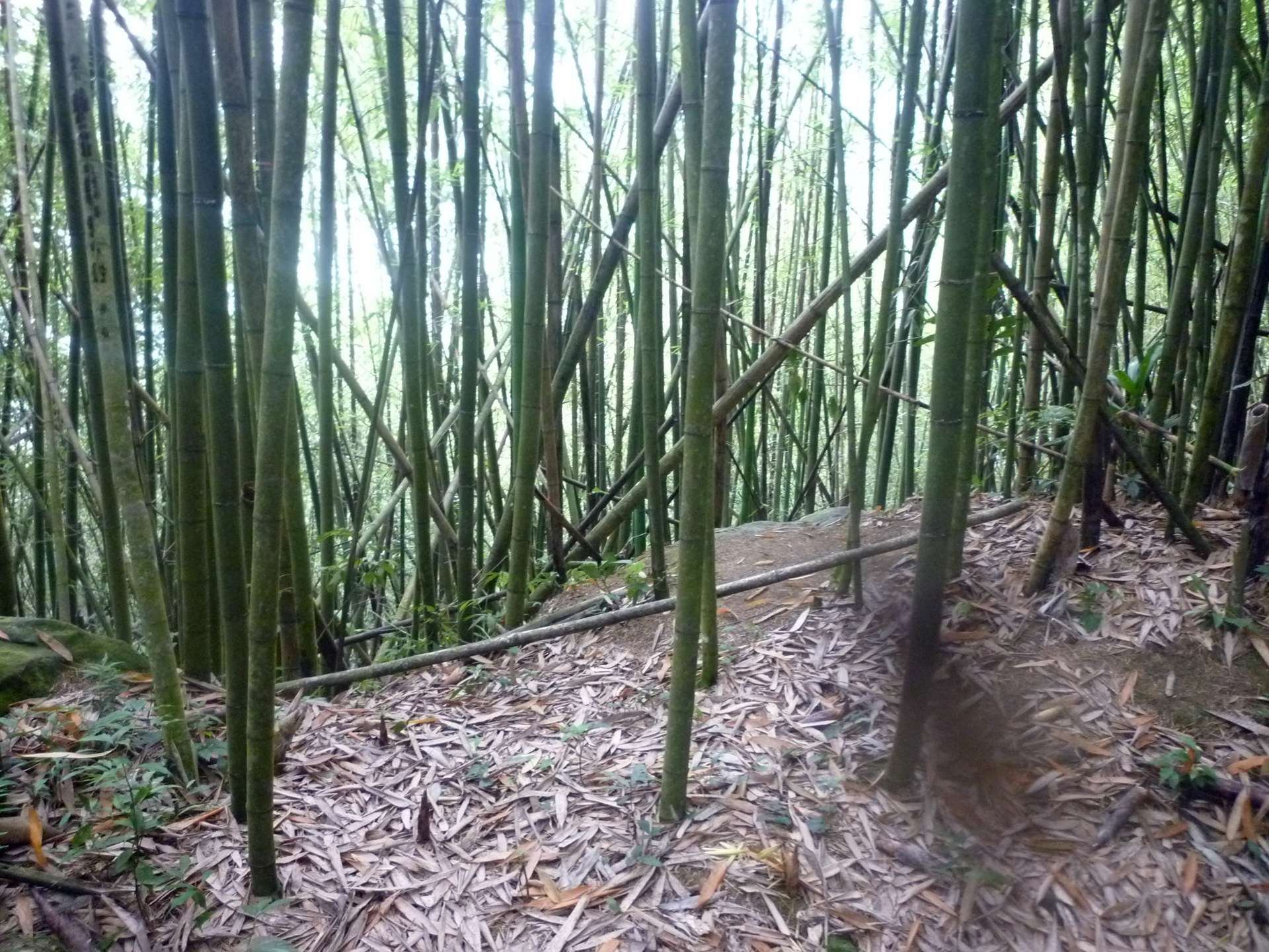 二十45嘉義縣竹崎鄉光崙山南峰「朋友齊心,其利斷荊」基石整理記(含嘉義北9798一等水準點) - 登山補給站