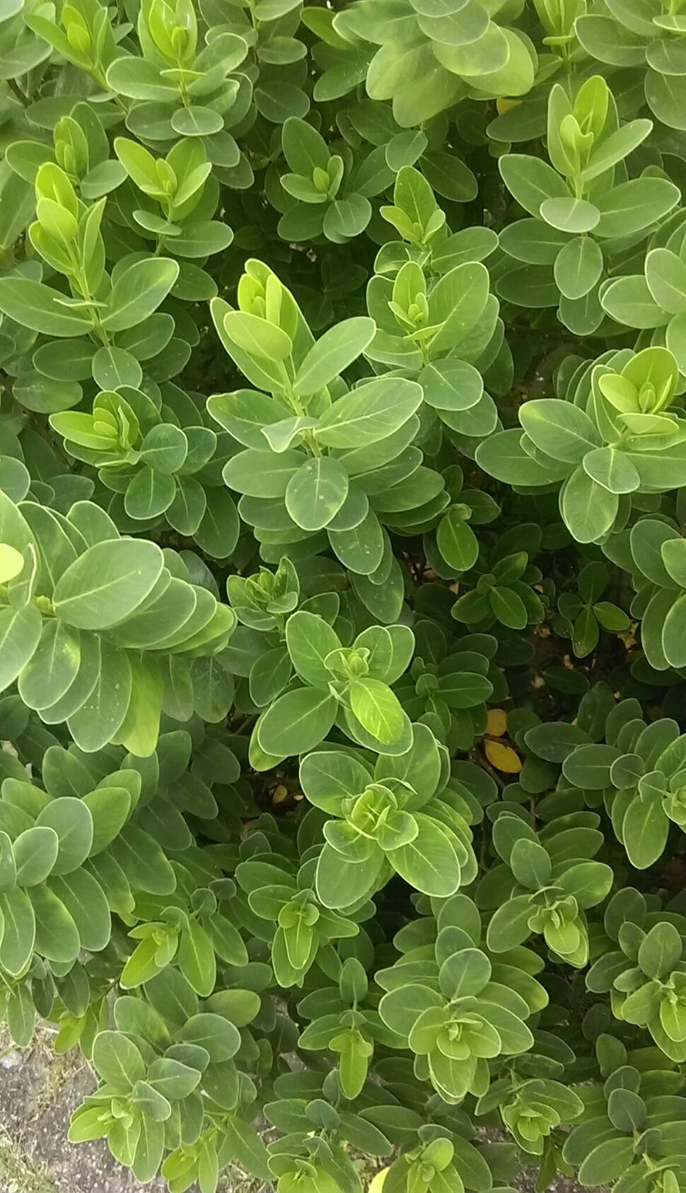 請問這是何種植物