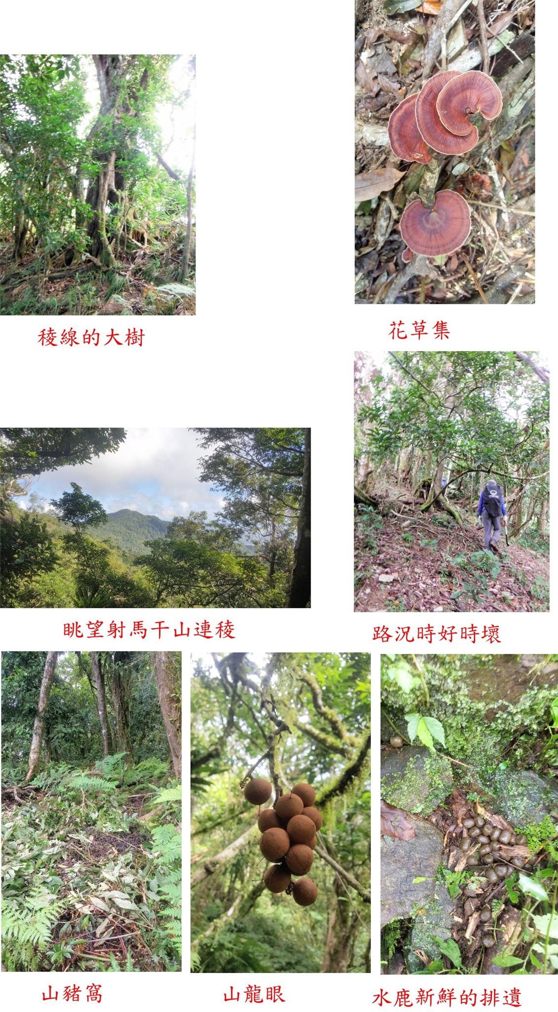 追分山東南峰 追分山與擺子南山東峰 未竟 台東 卑南 基石巡禮篇1 登山補給站 追分山東南峰 追分山與擺子南山東峰 未竟 台東 卑南 基石巡禮篇1 登山補給站