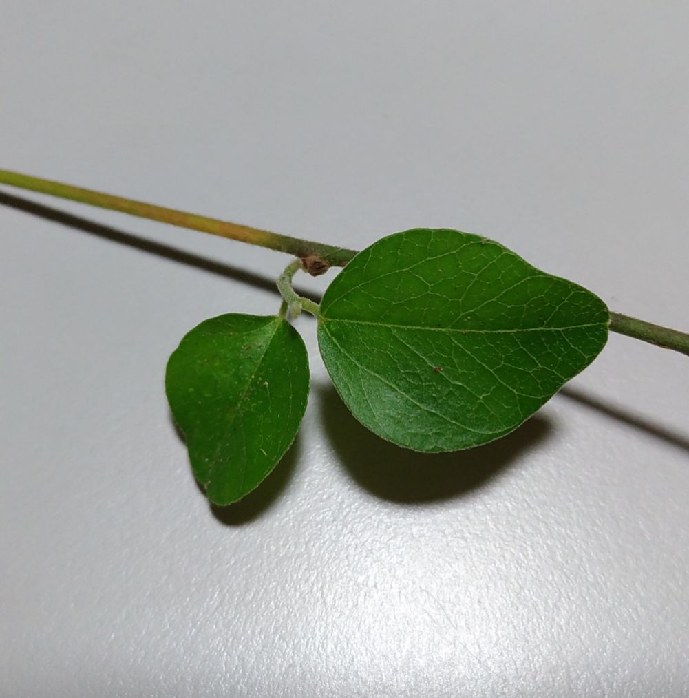 請教不知名藤類