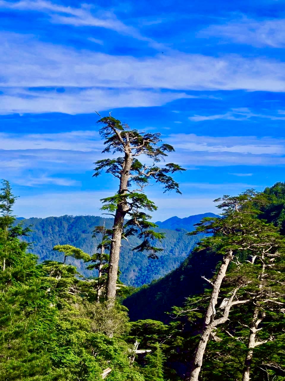 華崗合歡溪步道逆走合歡西峰(附航跡檔)