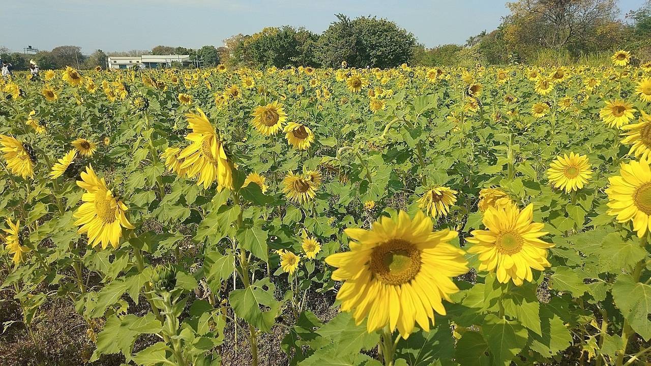  二十八16彰化市2026BIOOm浪漫相遇游暇閒豫花海中（含再訪西門口陸檢9020一等水準點）