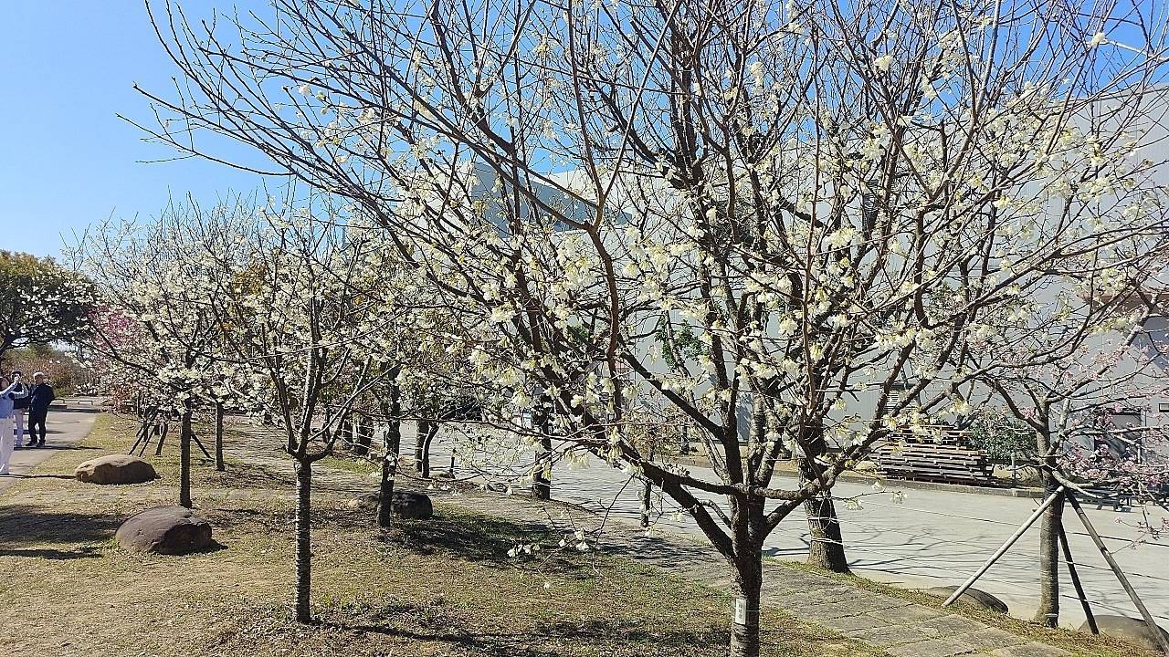 二十八23台中市后里區崴立機電櫻花薫沐享逸暇(含再訪后里農場和風鼓崎基石）