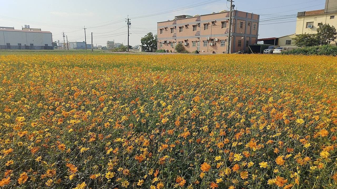 二十八6彰化縣秀水鄉金陵村花海競艷(含再訪福興鄉新溝基石）