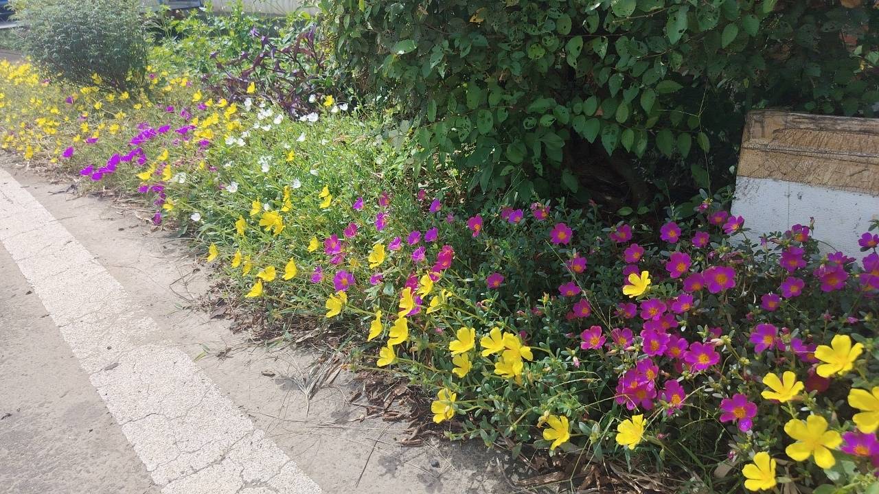 二十八67台中市后里區「龍貓隧道翠林鬱，花團錦簇心滿愉」(含再訪四崁頂基石)