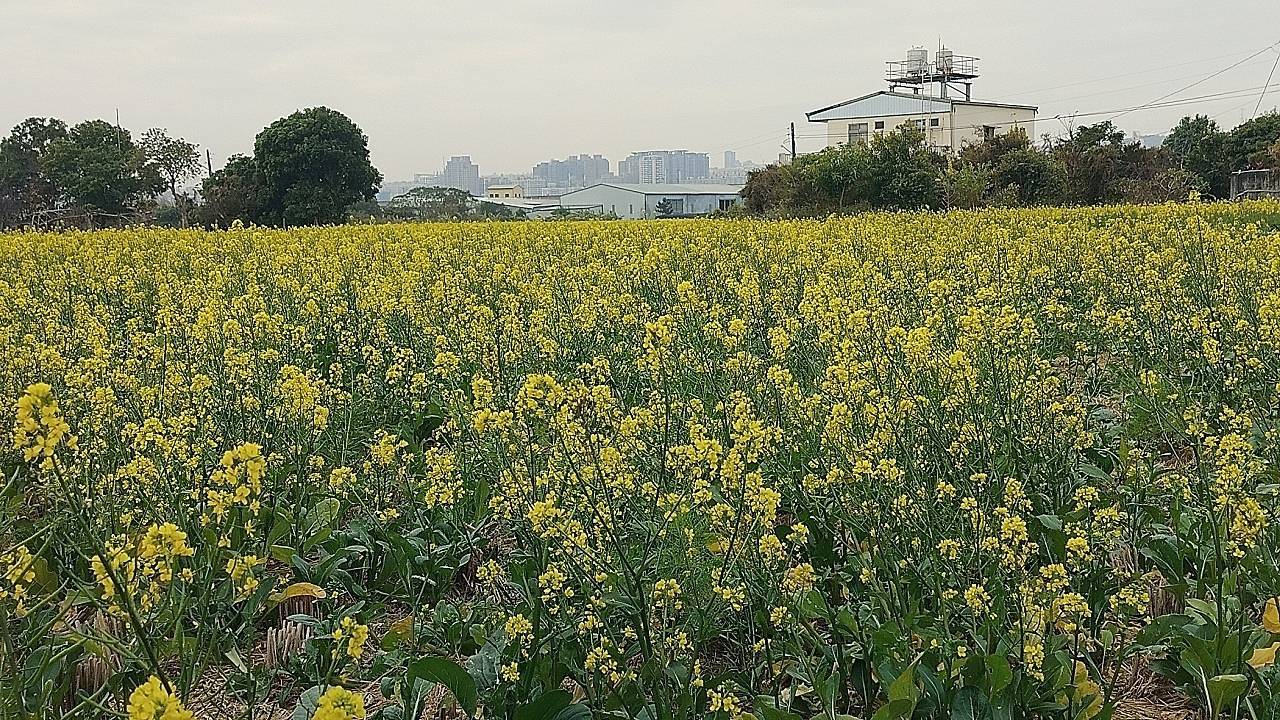 二十八12台中市西屯區廣福花海園區「花無誤，年年歲歲不相負」