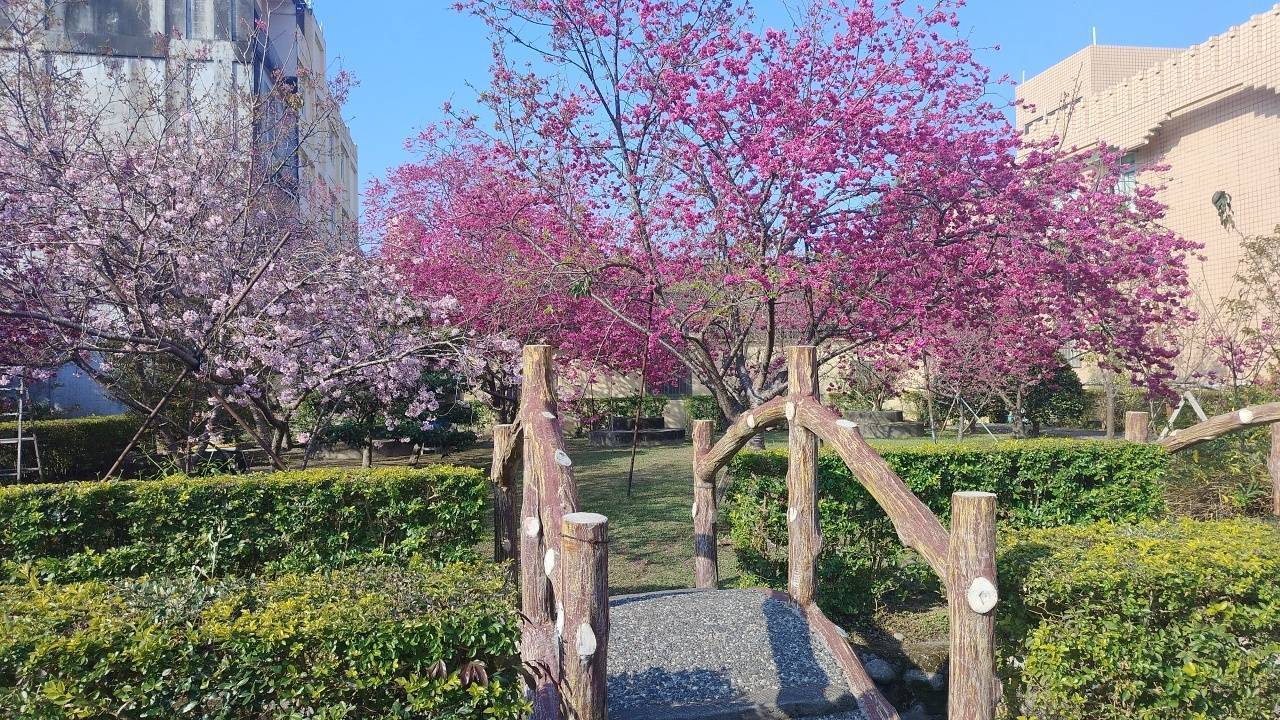 二十八25台中市石岡區徳興公園櫻姹姣姿婷(含再訪連厝2土牛3無名基石4九房厝基石巡禮）