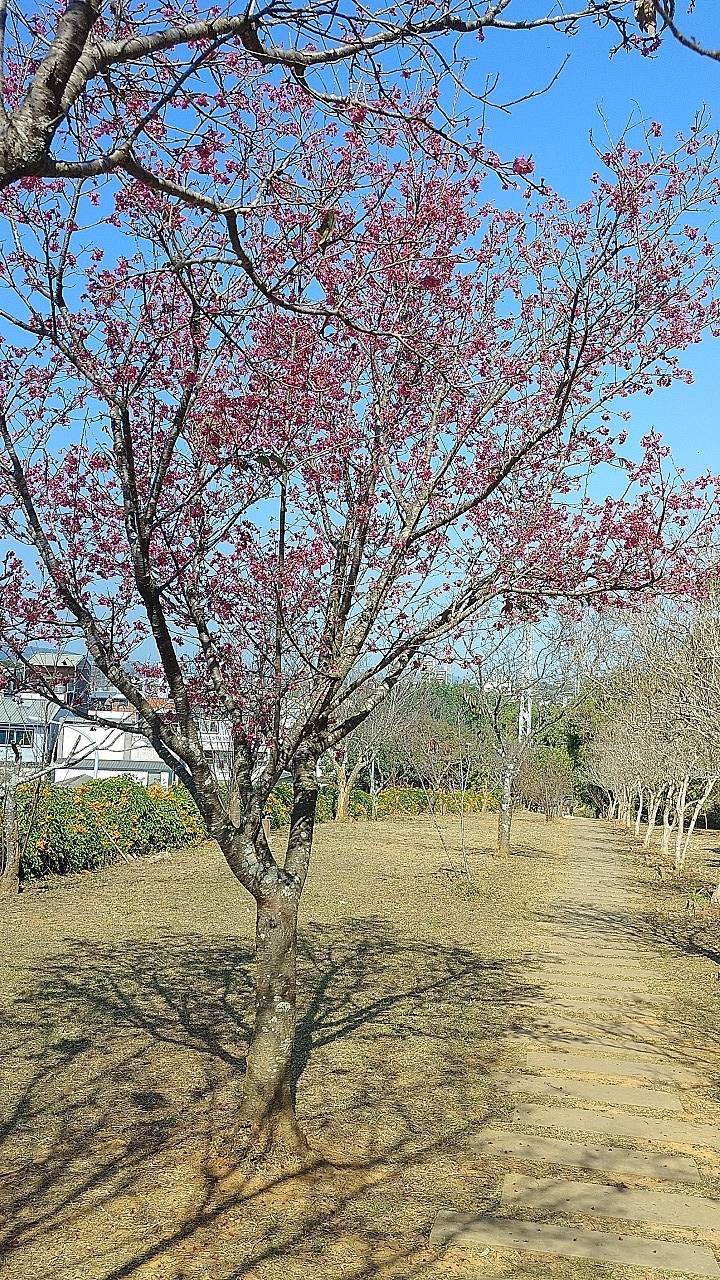 二十八22苗栗縣銅鑼鄉1銅鑼村2銅鑼工業區3銅鑼國小4天后宮5朝陽村基石巡禮(含炮仗花和山櫻花共賞）