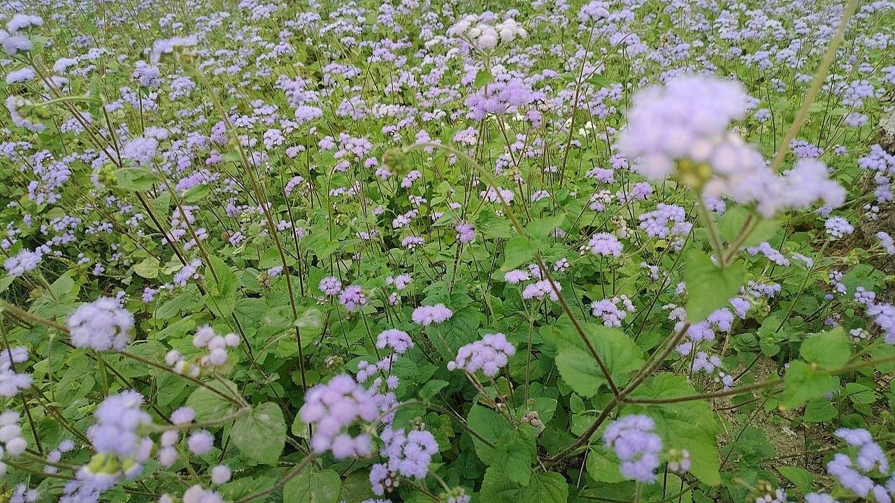 二十八14南投縣草屯鎮1新厝仔2水勢湳3北勢浦基石巡禮(含紫花藿香薊朝聖）
