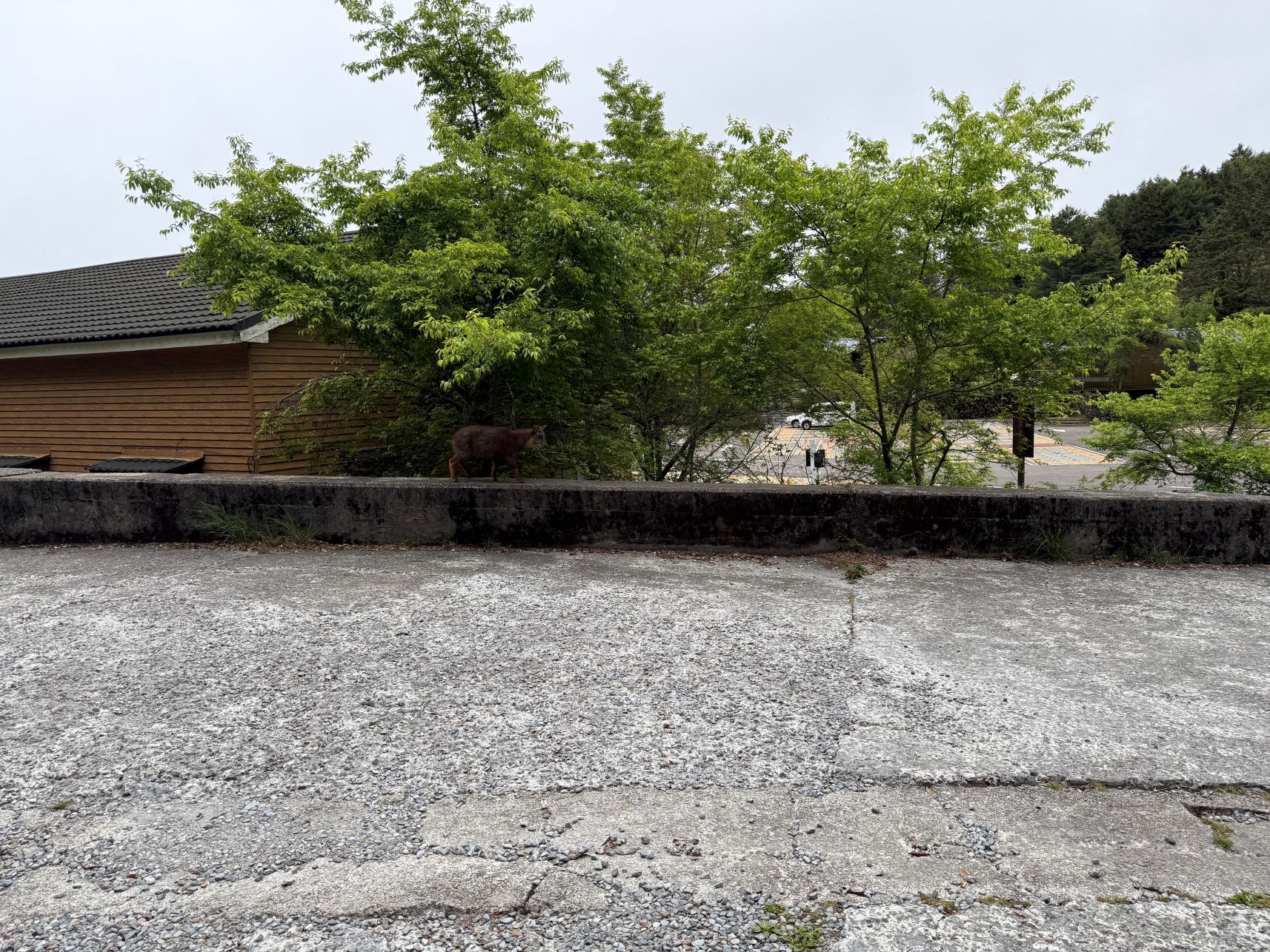 台中和平中坑山及鞍馬山東北峰