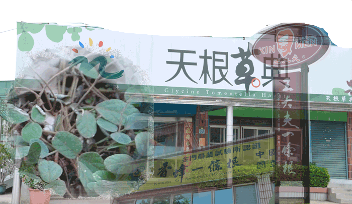 一條根